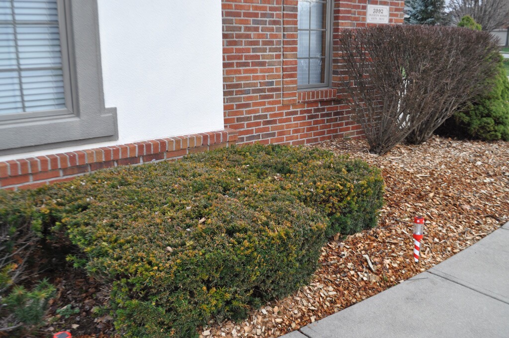 wood-chips